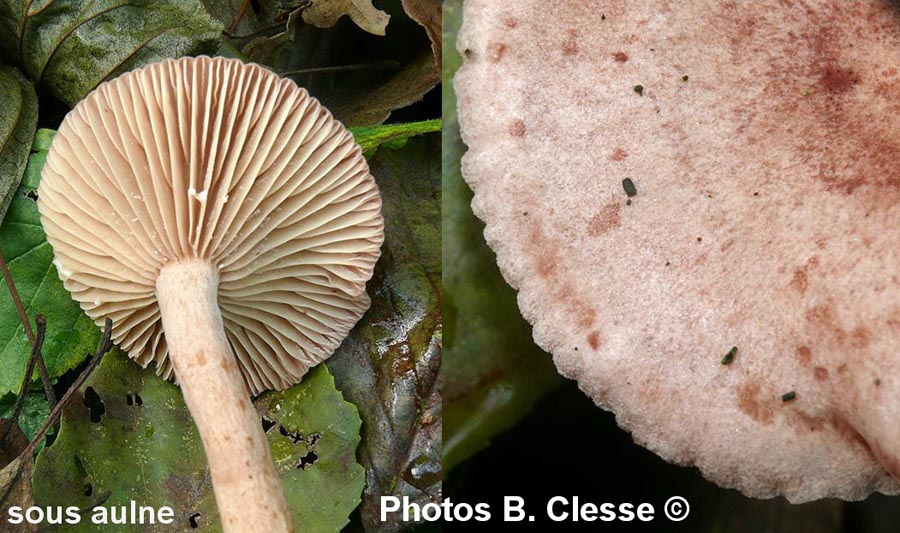 Lactarius lilacinus