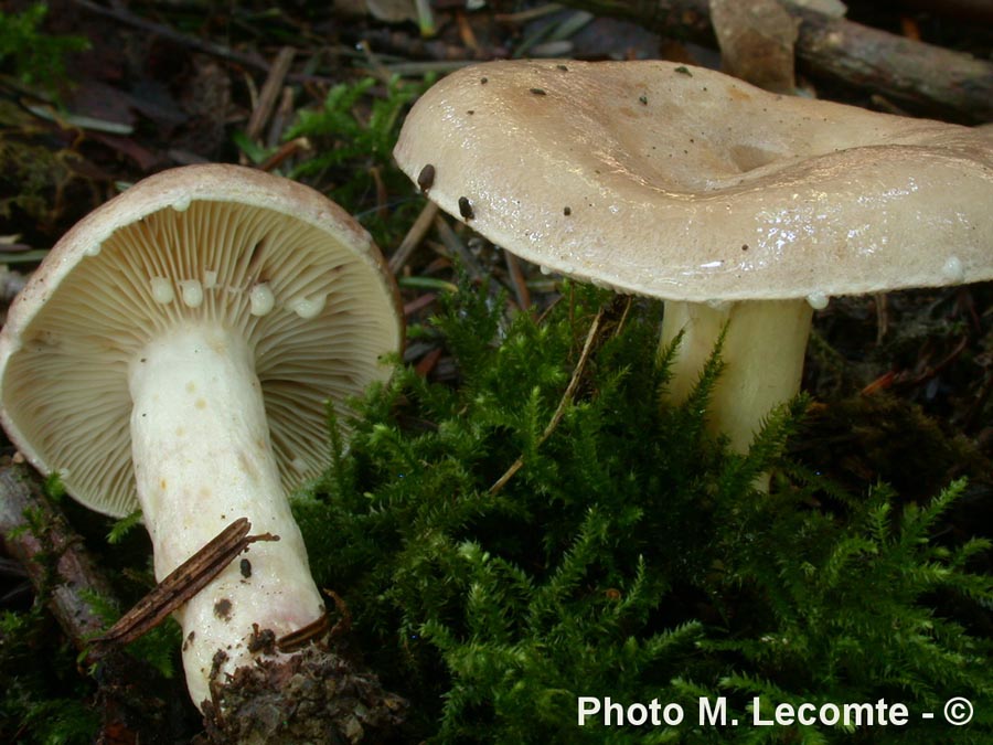 Lactarius luridus