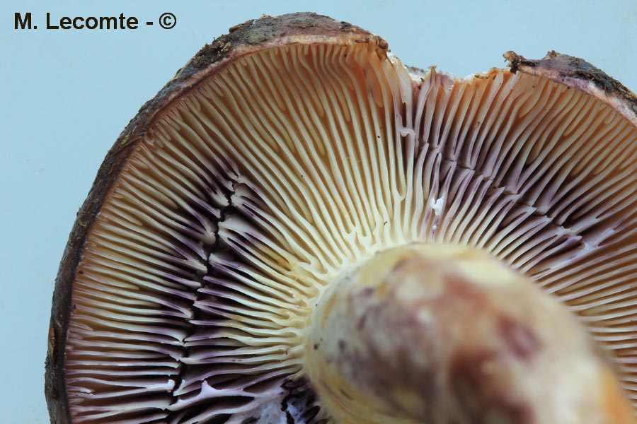 Lactarius luridus