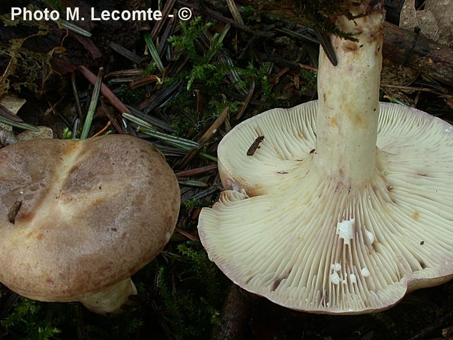 Lactarius luridus