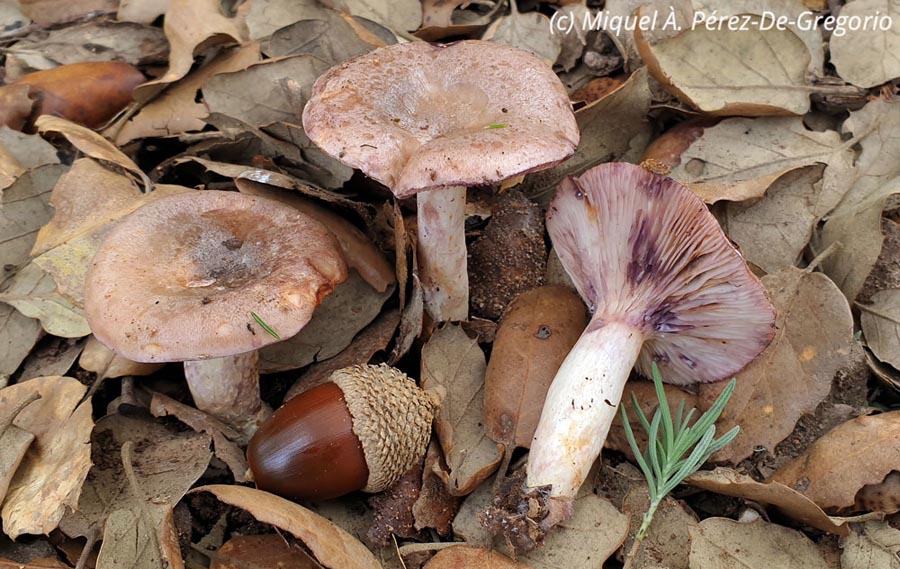 Lactarius luridus