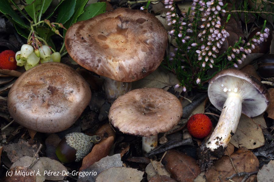 Lactarius luridus