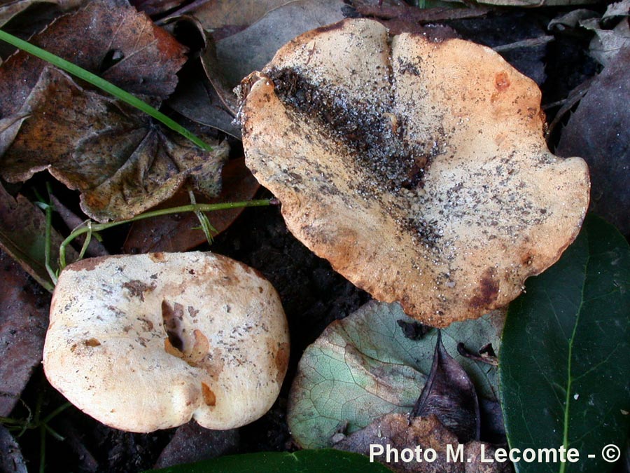 Lactarius luteolus