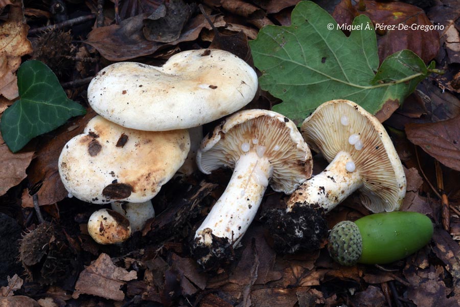 Lactarius luteolus (Lactifluus brunneoviolascens)