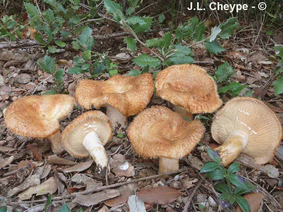 Lactarius mairei