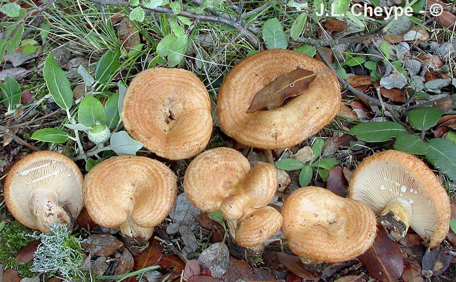 Lactarius mairei