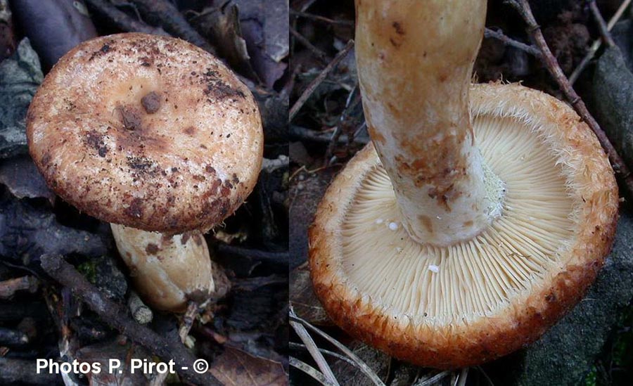 Lactarius mairei