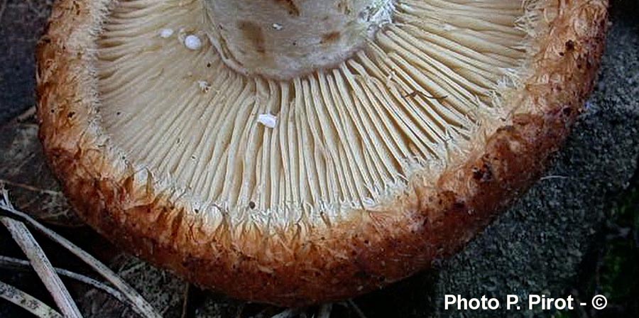 Lactarius mairei