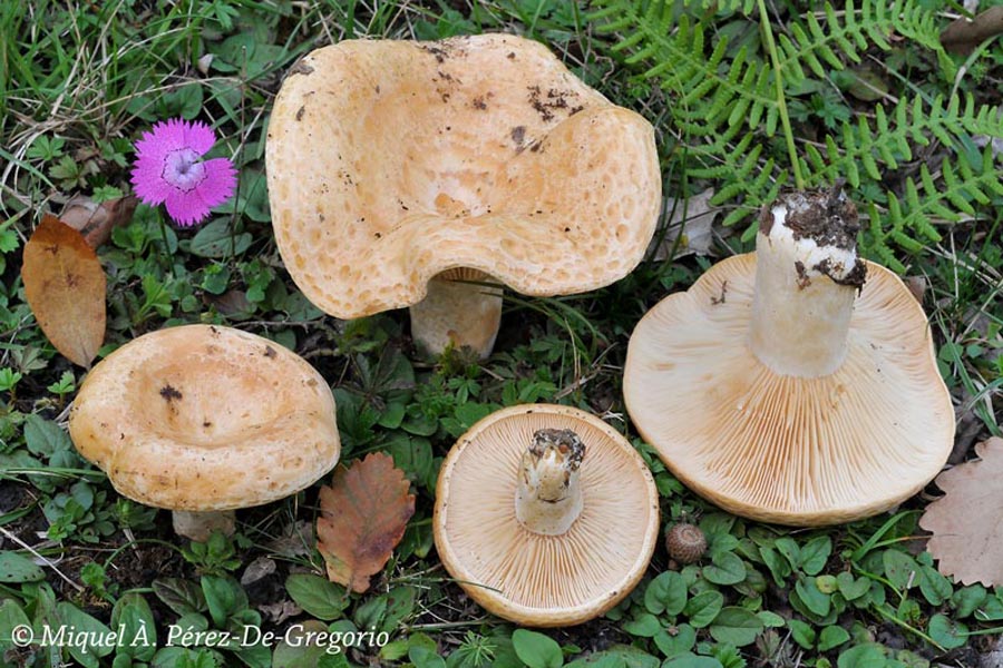 Lactarius mediterraneensis