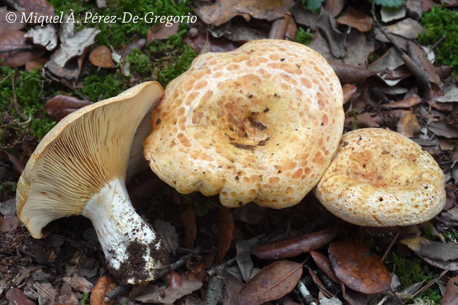 Lactarius mediterraneensis