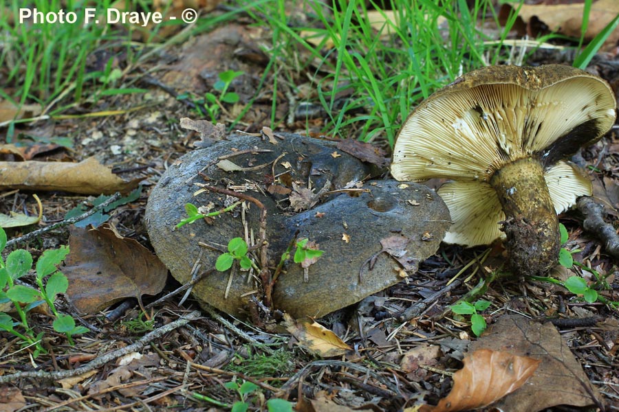 Lactarius necator