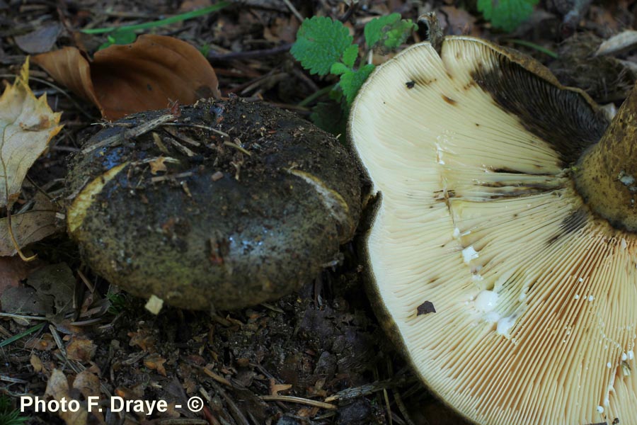 Lactarius necator