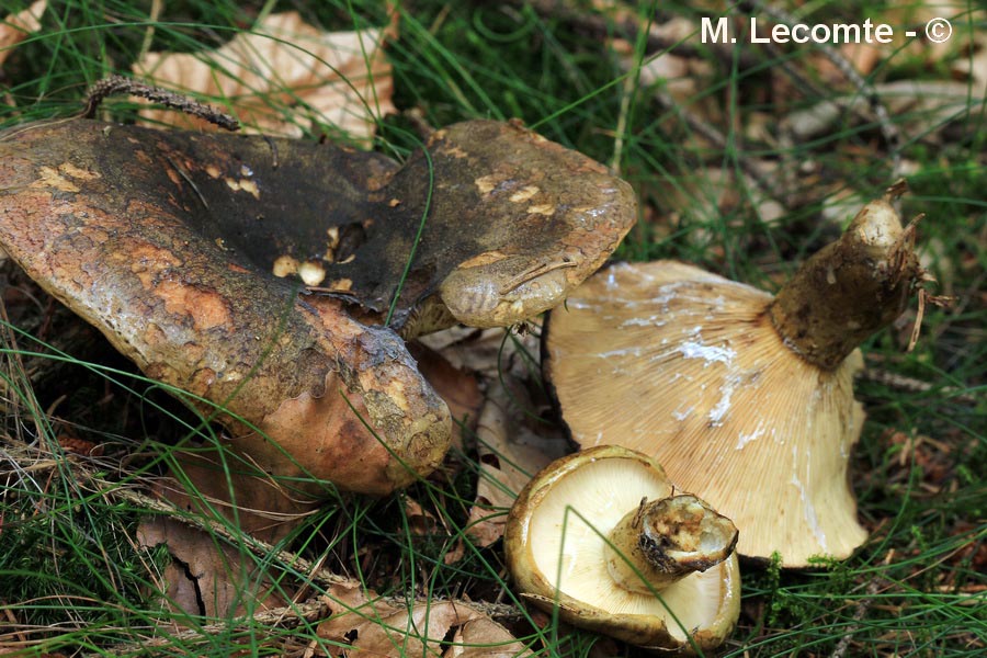 Lactarius necator