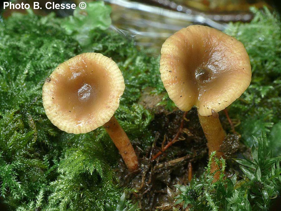 Lactarius obscuratus