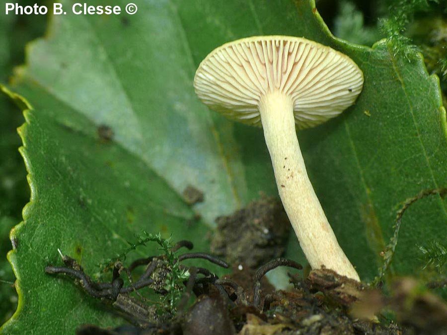 Lactarius obscuratus