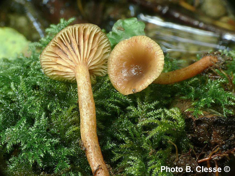 Lactarius obscuratus