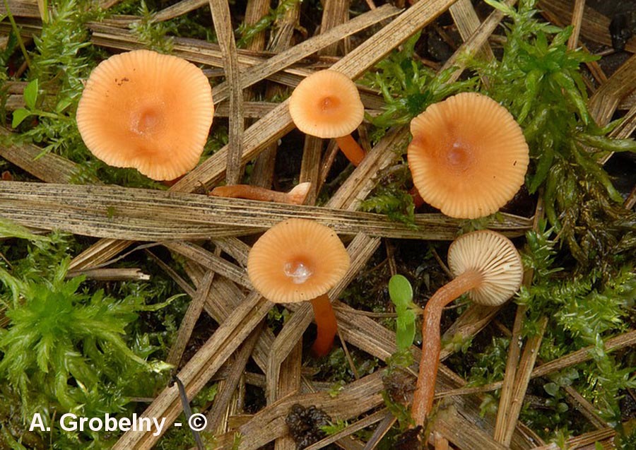 Lactarius omphaliformis