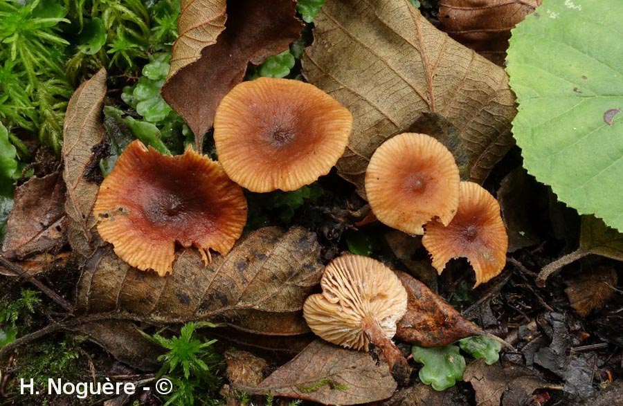 Lactarius omphaliformis