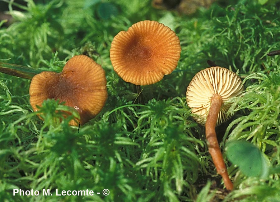 Lactarius omphaliformis