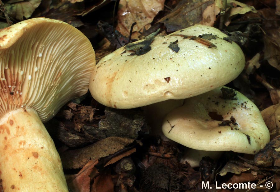 Lactarius pallidus