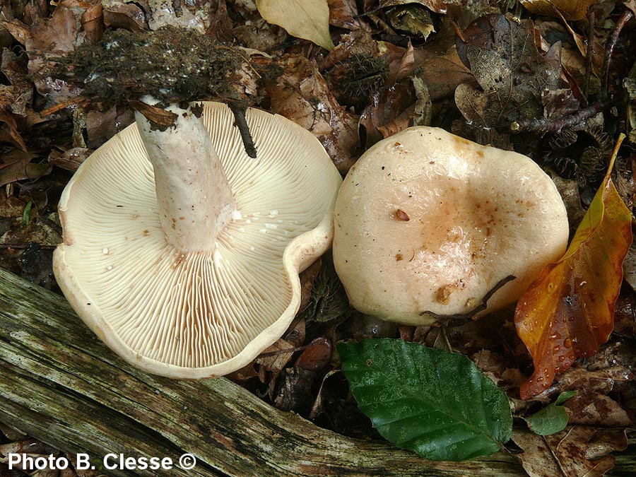 Lactarius pallidus