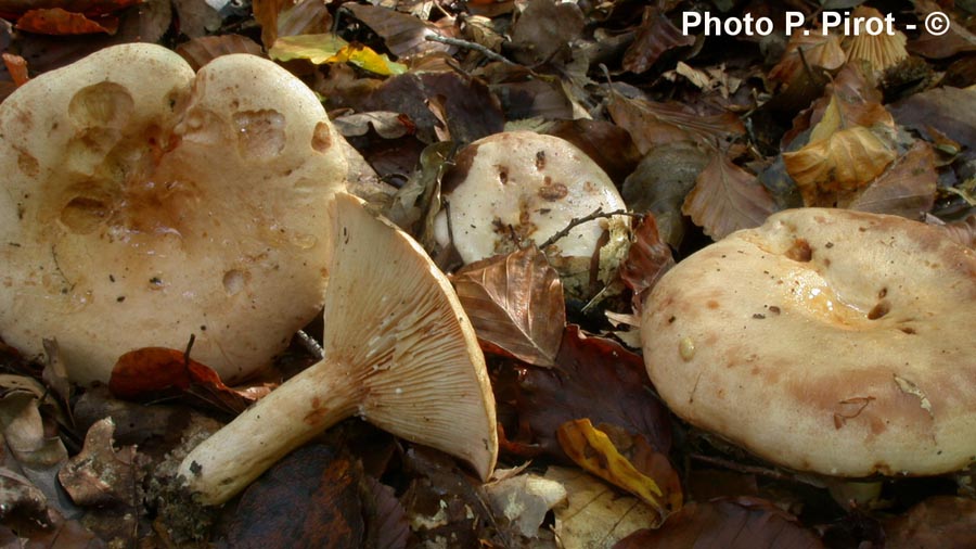 Lactarius pallidus