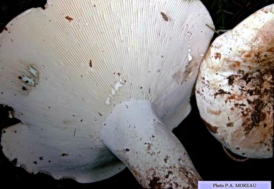 Lactarius pergamenus