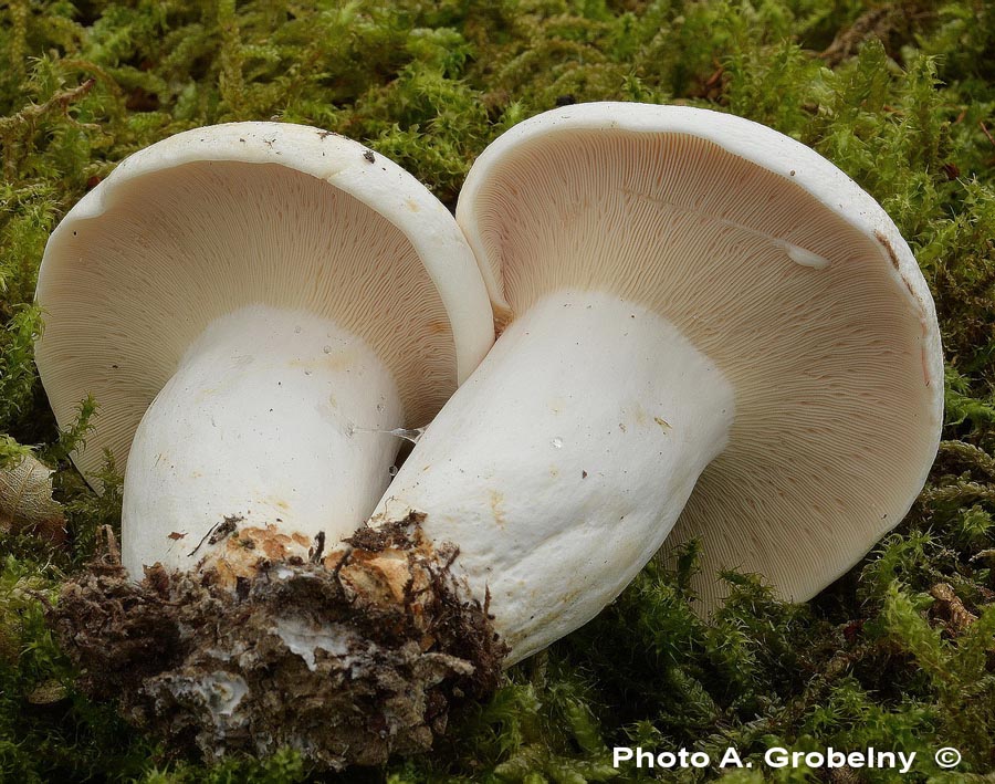 Lactarius piperatus