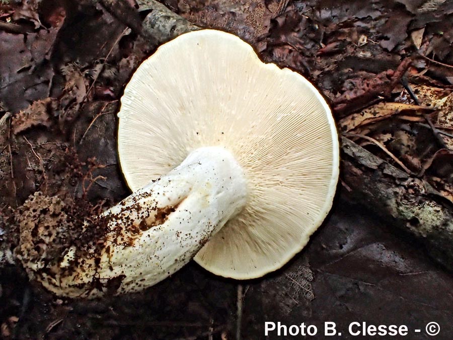 Lactarius piperatus