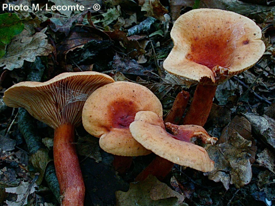 Lactarius pseudofulvissimus