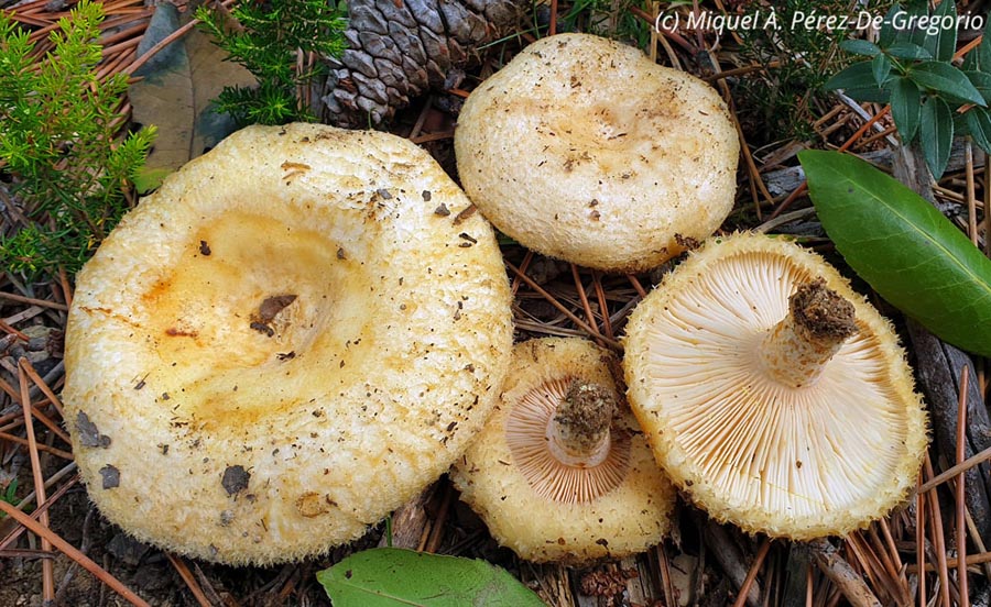 Lactarius pseudoscrobiculatus