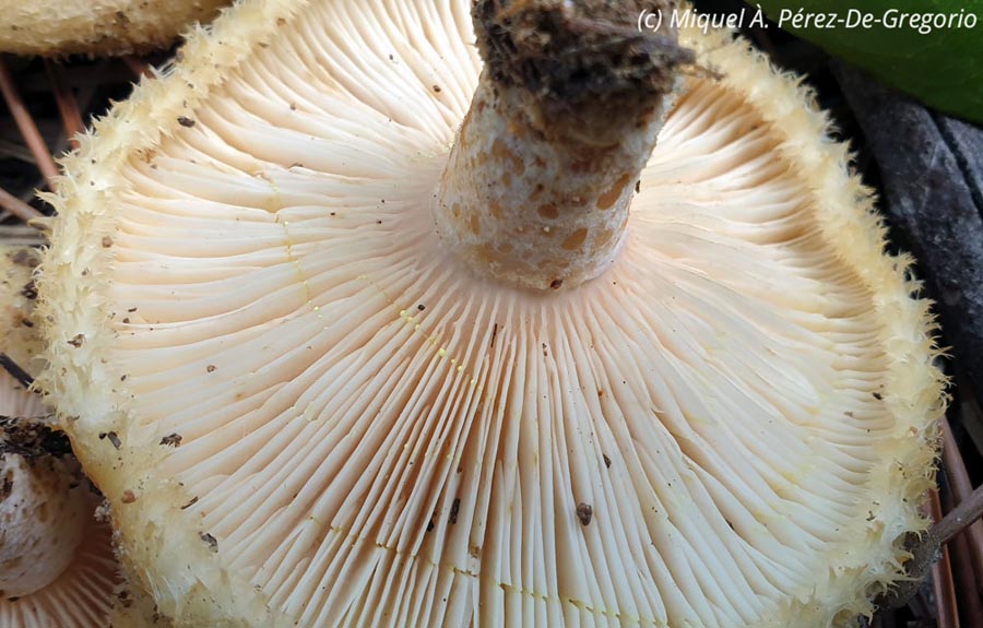 Lactarius pseudoscrobiculatus