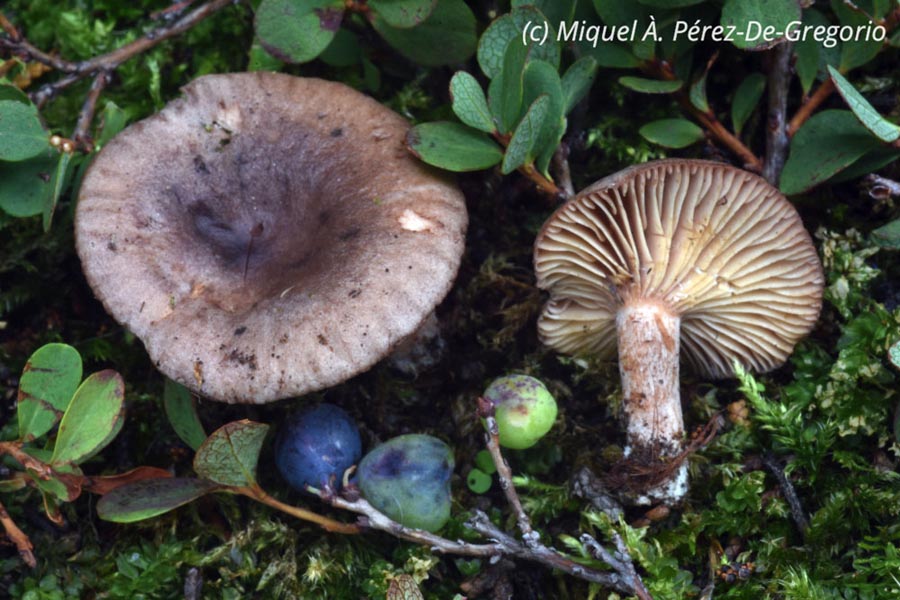 Lactarius pseudouvidus