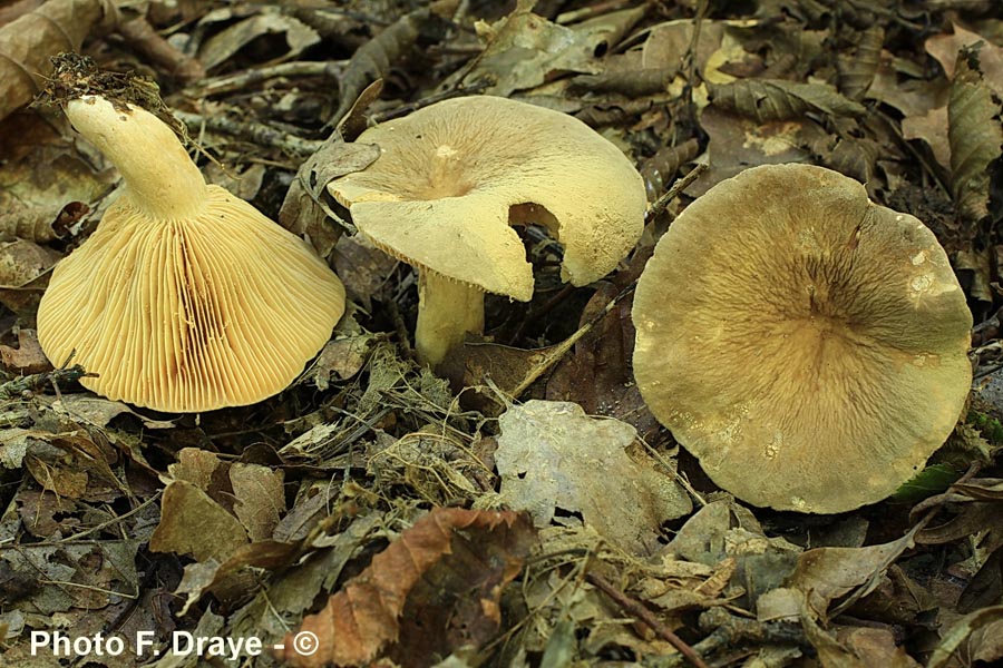 Lactarius pterosporus