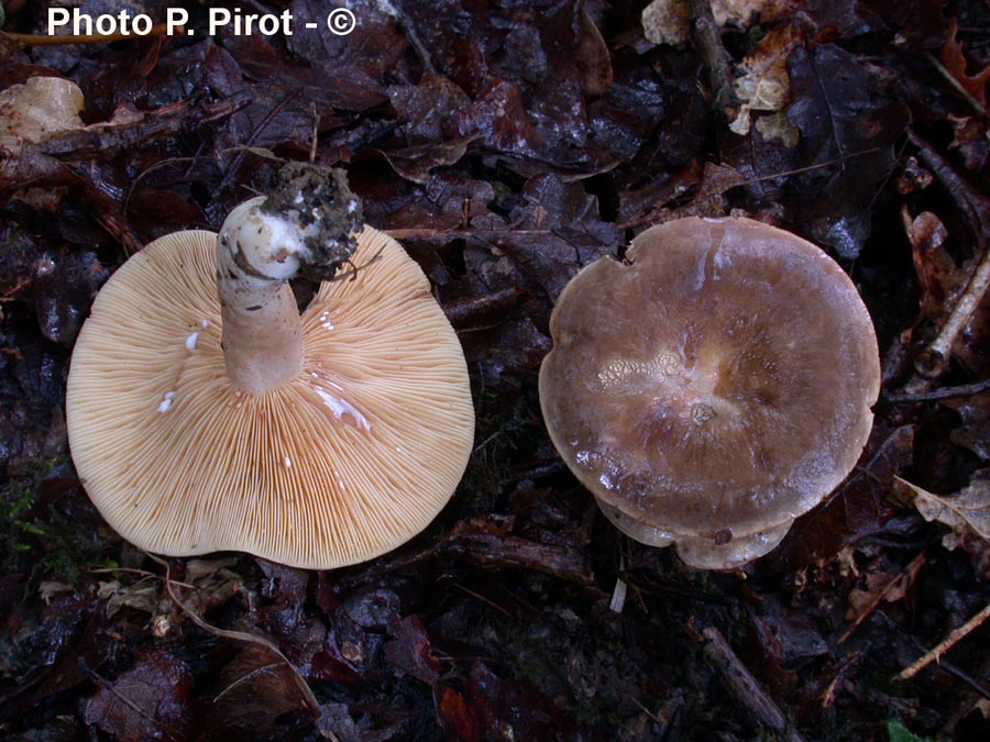 Lactarius pterosporus