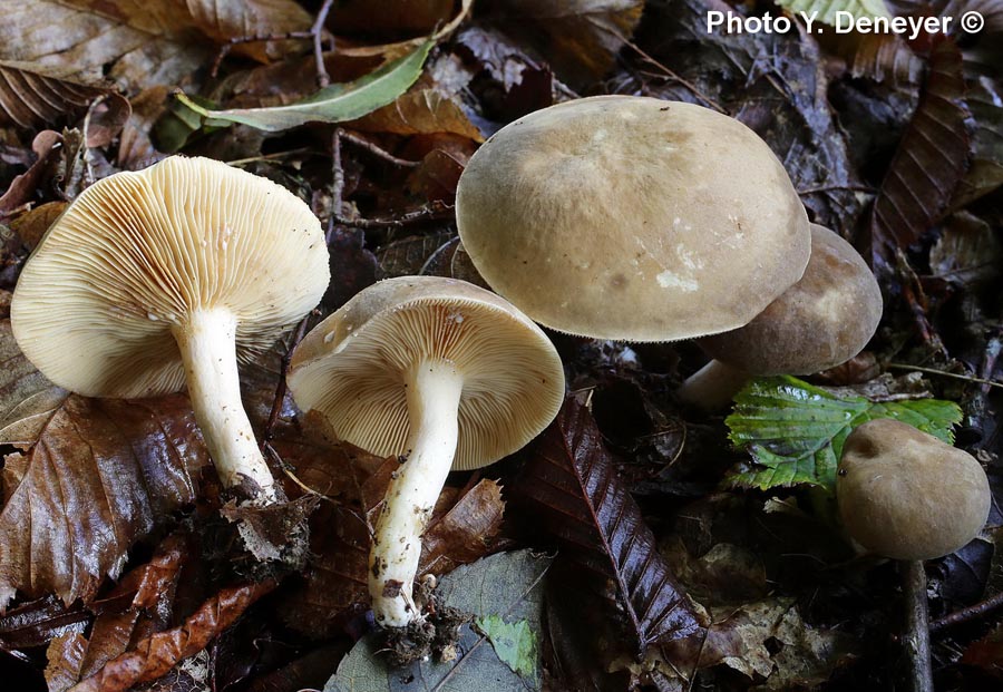 Lactarius pterosporus