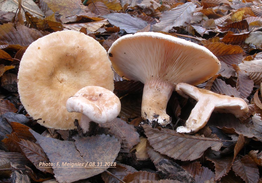 Lactarius pubescens