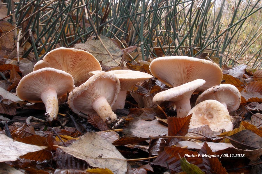 Lactarius pubescens