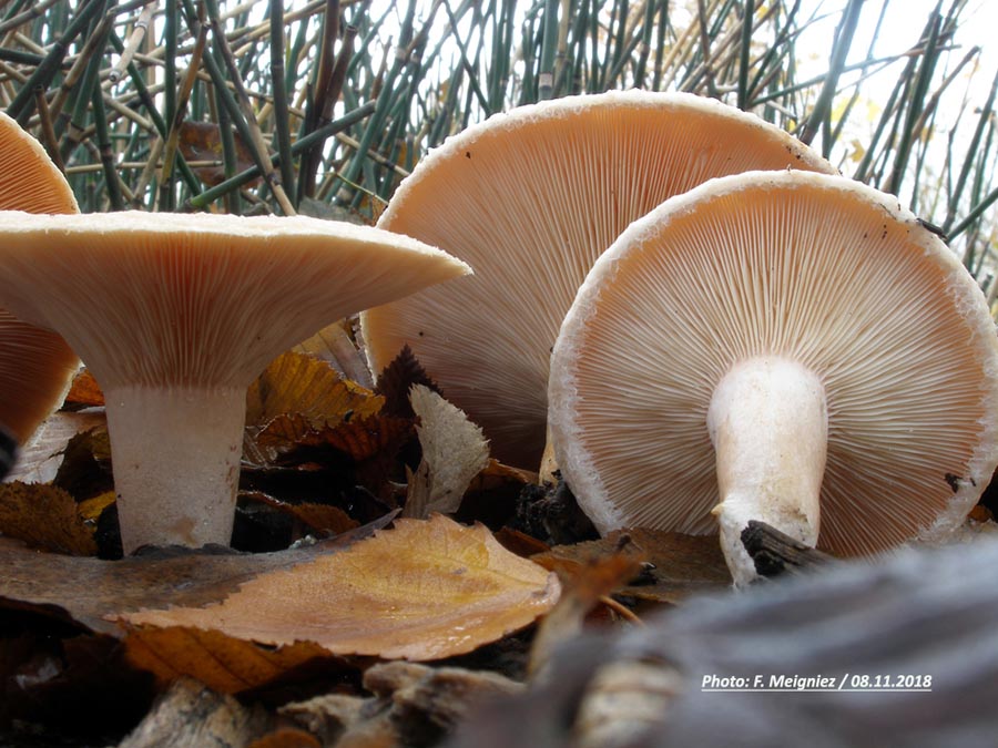 Lactarius pubescens