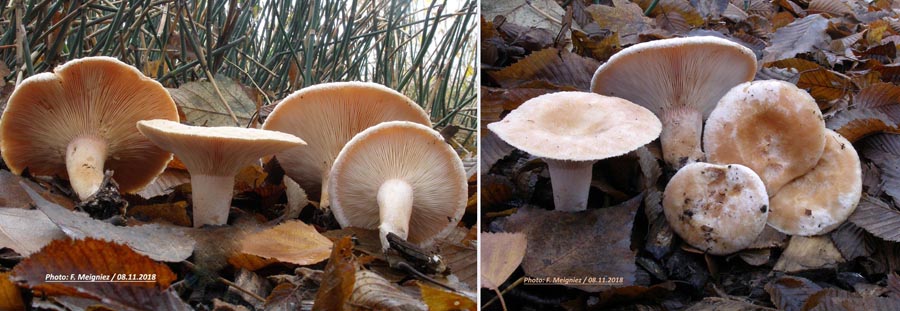 Lactarius pubescens