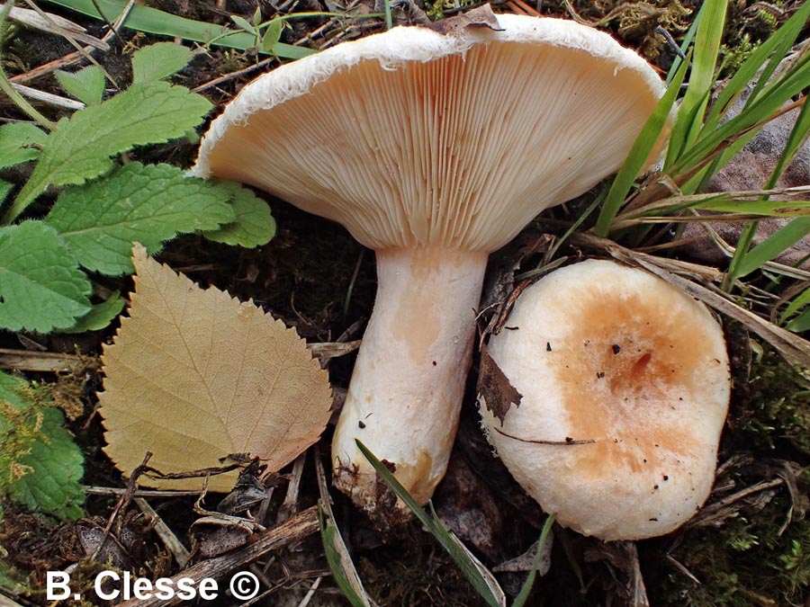 Lactarius pubescens