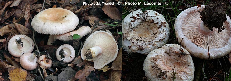 Lactarius pubescens