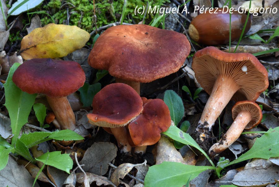 Lactarius purpureobadius