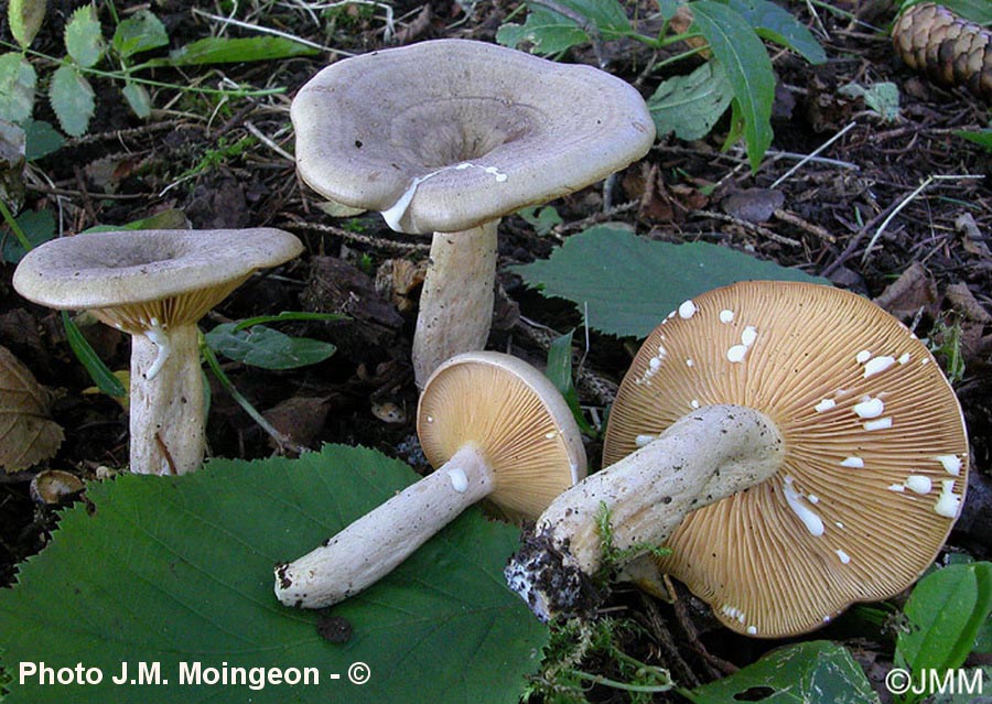 Lactarius pyrogalus