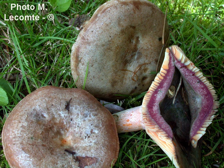 Lactarius quieticolor f. semisanguinascens