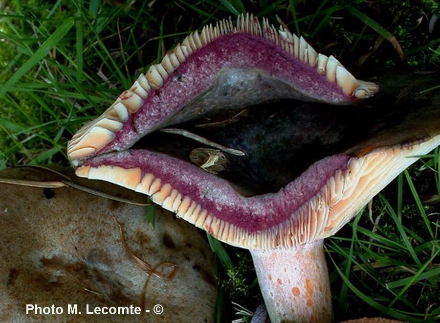 Lactarius quieticolor f. semisanguinascens