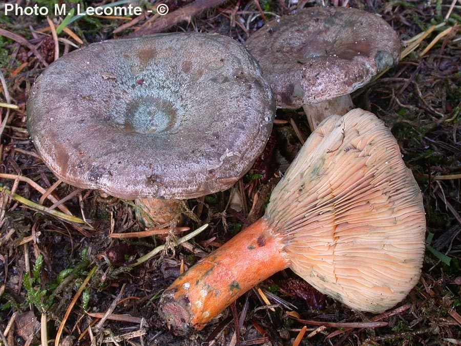 Lactarius quieticolor