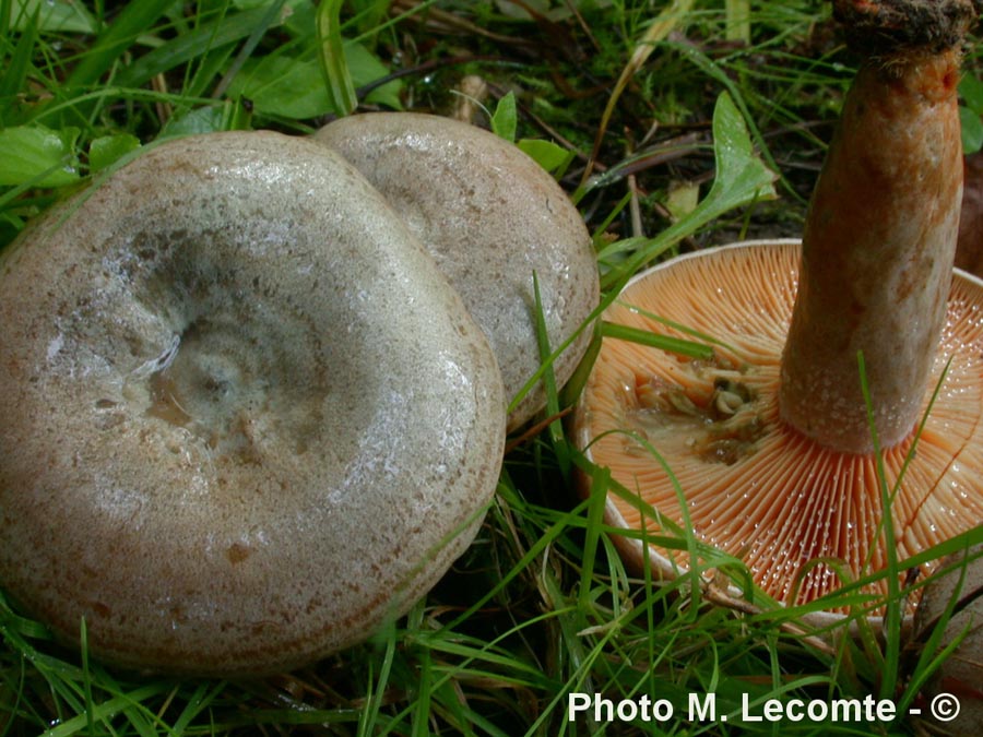 Lactarius quieticolor