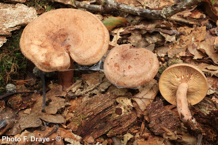 Lactarius quietus