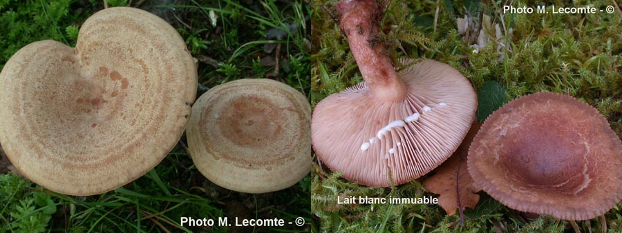 Lactarius quietus